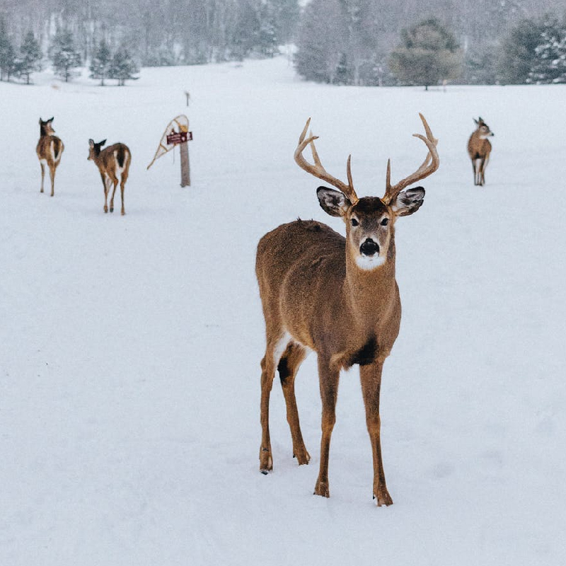 White-Tailed Deer Seasons in Ohio