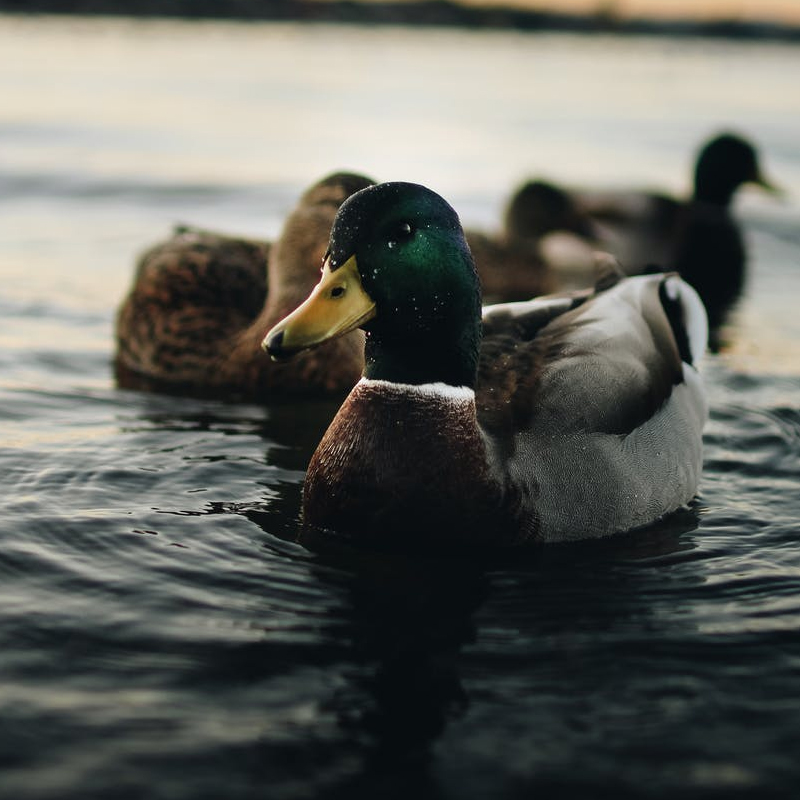 Duck Hunting Seasons in Ohio