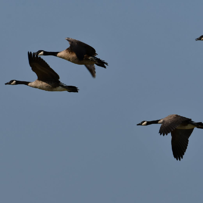 Goose Hunting Season in Ohio