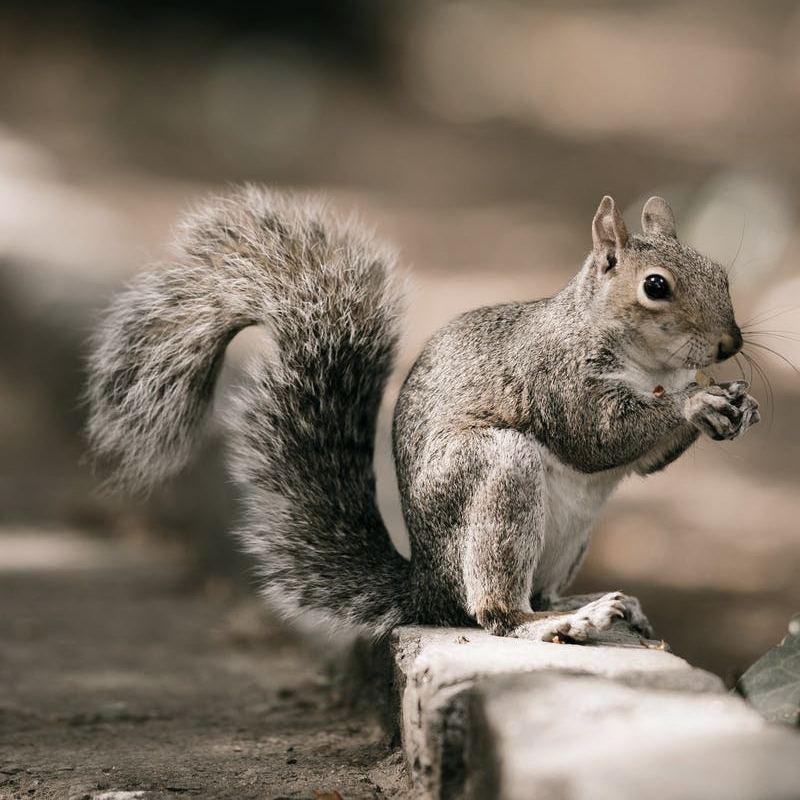 Squirrel Hunting Season in Ohio