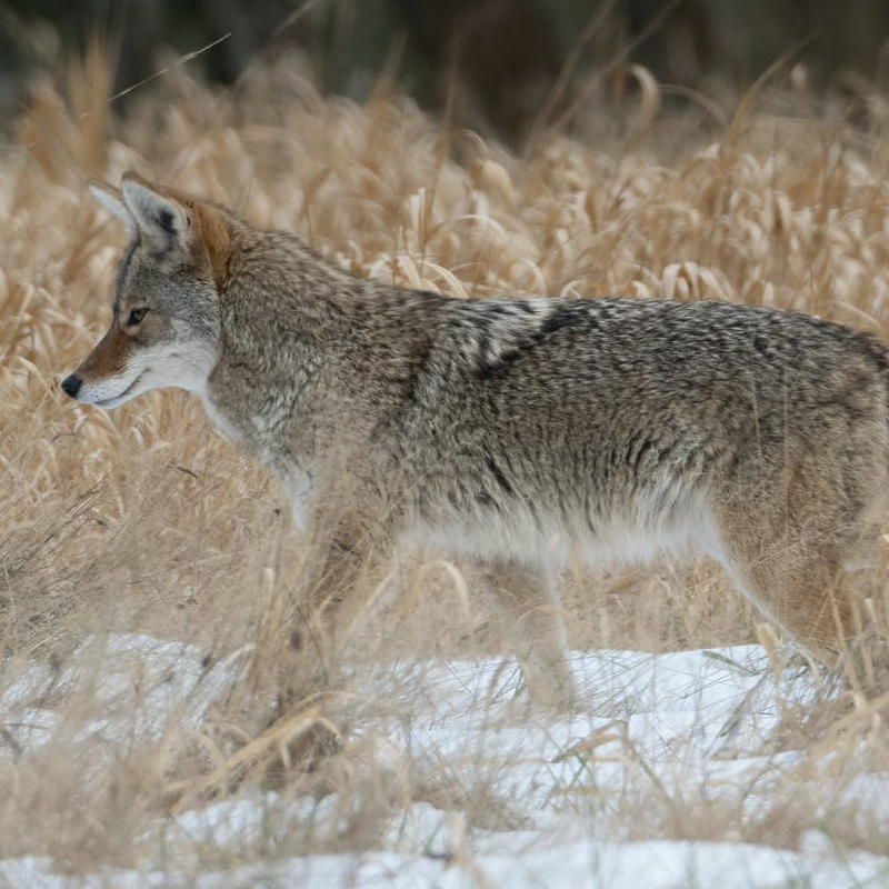 Trapping Seasons in Ohio