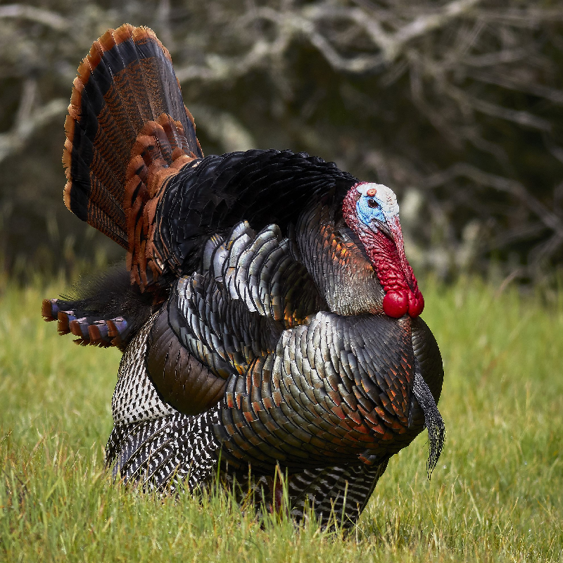 Wild Turkey Seasons in Ohio