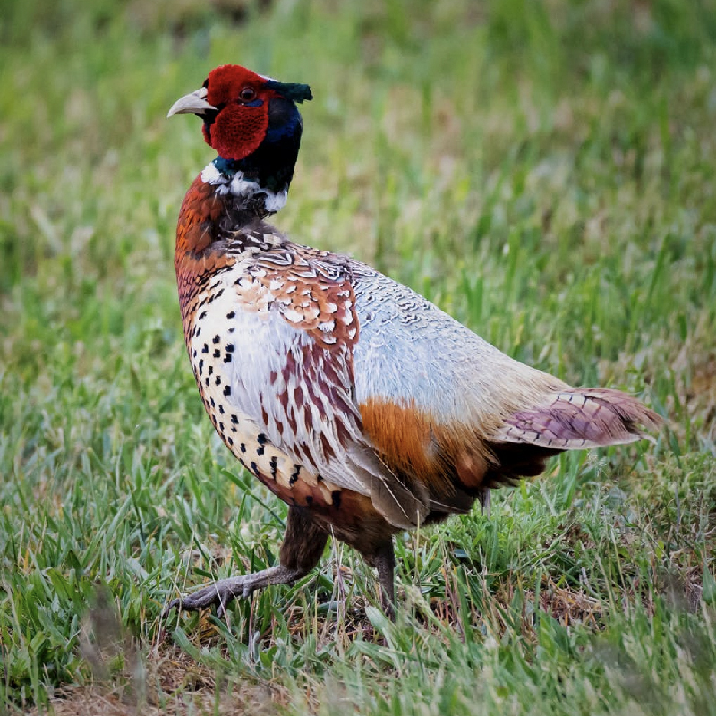 Upland Hunting Seasons in Ohio