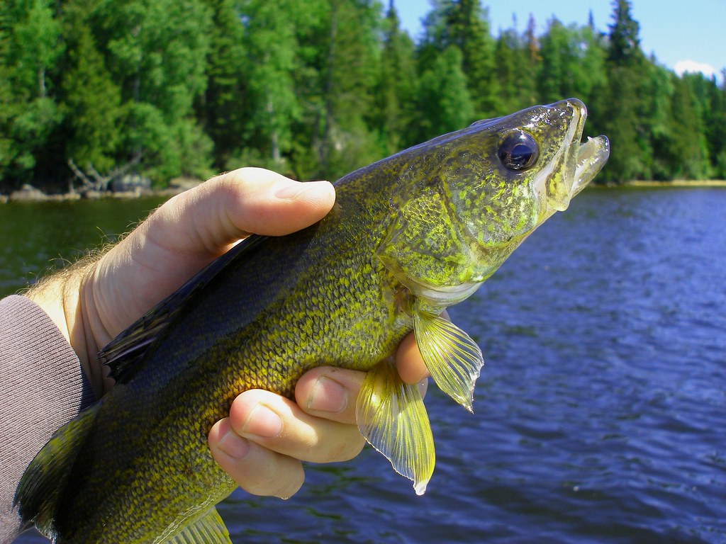 walleye